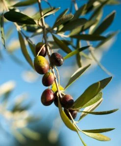 Fast Growing Trees Pendolino Olive Tree Olive Trees