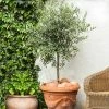 Fast Growing Trees Pendolino Olive Tree Olive Trees