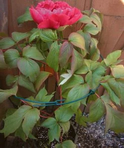 Fast Growing Trees Peony Cage Garden Supplies