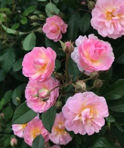 Fast Growing Trees Perfume Breeze™ Rose Tree Rose Trees