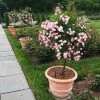 Fast Growing Trees Perfume Breeze™ Rose Tree Rose Trees 2 Fast Growing Trees Perfume Breeze™ Rose Tree Rose Trees