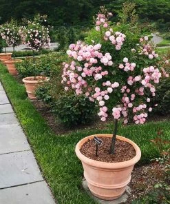 Fast Growing Trees Perfume Breeze™ Rose Tree Rose Trees