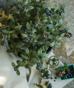 Fast Growing Trees Blueberry Bushes Bushel And Berry® Perpetua Blueberry 11 Fast Growing Trees Blueberry Bushes Bushel And Berry® Perpetua Blueberry