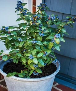 Fast Growing Trees Blueberry Bushes Bushel And Berry® Perpetua Blueberry 9 Fast Growing Trees Blueberry Bushes Bushel And Berry® Perpetua Blueberry