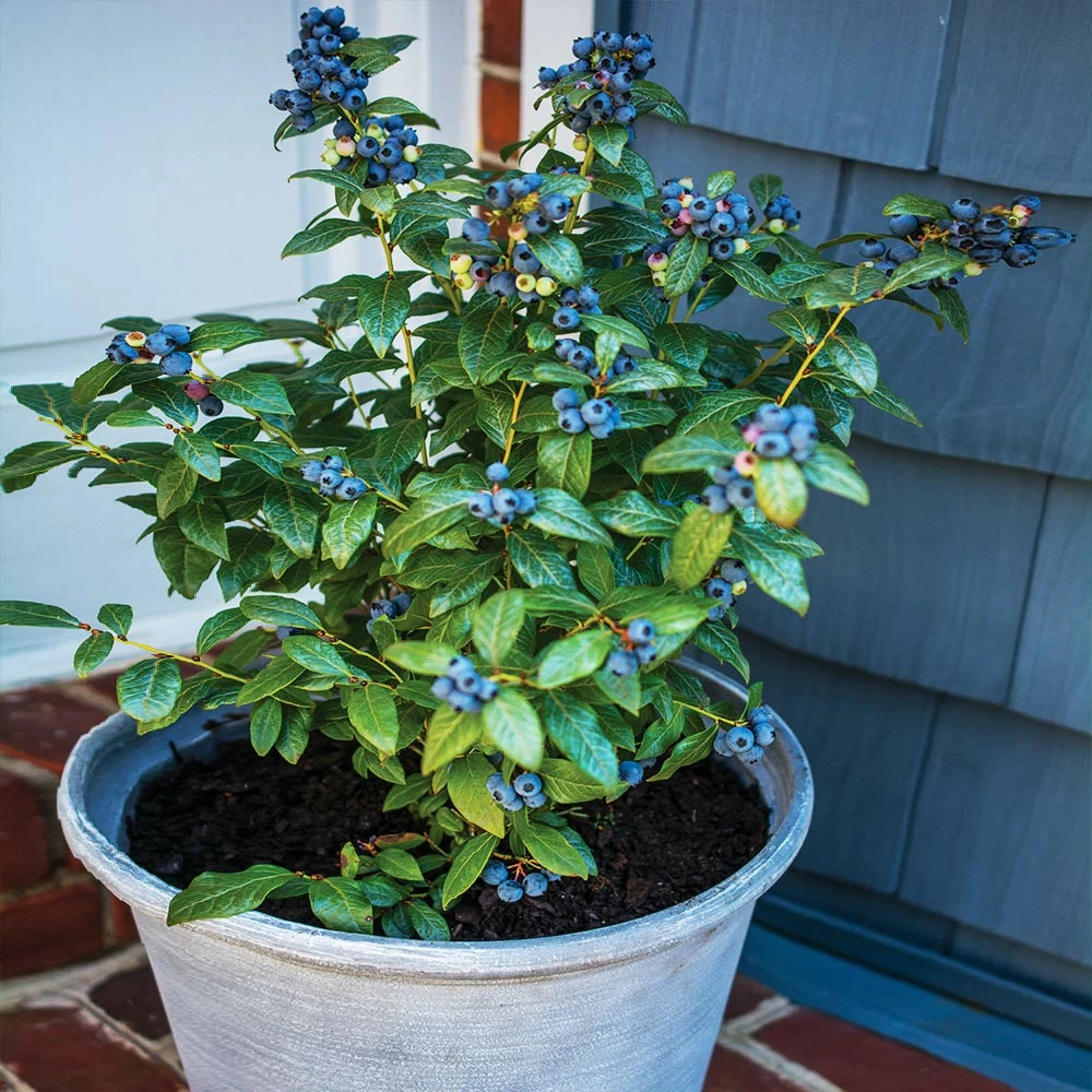 Fast Growing Trees Blueberry Bushes Bushel And Berry® Perpetua Blueberry 4 Fast Growing Trees Blueberry Bushes Bushel And Berry® Perpetua Blueberry