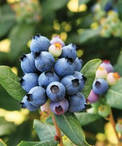 Fast Growing Trees Blueberry Bushes Bushel And Berry® Perpetua Blueberry 10 Fast Growing Trees Blueberry Bushes Bushel And Berry® Perpetua Blueberry