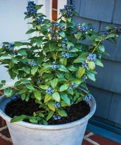 Fast Growing Trees Blueberry Bushes Bushel And Berry® Perpetua Blueberry