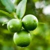 Fast Growing Trees Our Newest Arrivals Persian 'Bearss' Lime Bush