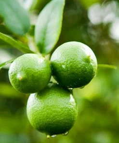 Fast Growing Trees Our Newest Arrivals Persian 'Bearss' Lime Bush