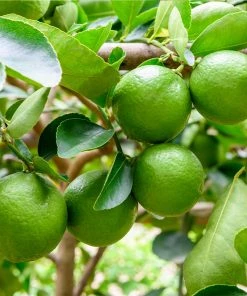 Fast Growing Trees Persian 'Bearss' Lime Tree