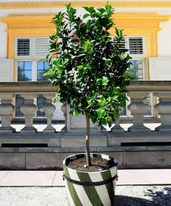 Fast Growing Trees Our Newest Arrivals Persian 'Bearss' Lime Tree