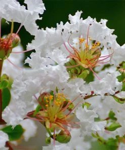 Fast Growing Trees Crape Myrtles Petite Snow™ Crape Myrtle Tree