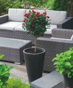 Fast Growing Trees Petite Knock Out® Rose Tree Rose Trees