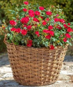 Fast Growing Trees Petite Knock Out® Rose See All Flowering Trees