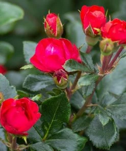 Fast Growing Trees Petite Knock Out® Rose See All Flowering Trees