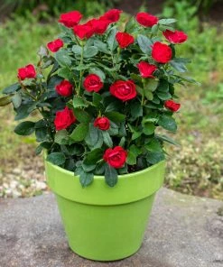 Fast Growing Trees Petite Knock Out® Rose See All Flowering Trees