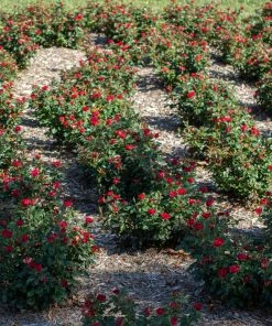 Fast Growing Trees Petite Knock Out® Rose See All Flowering Trees