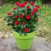 Fast Growing Trees Petite Knock Out® Rose See All Flowering Trees 2 Fast Growing Trees Petite Knock Out® Rose See All Flowering Trees