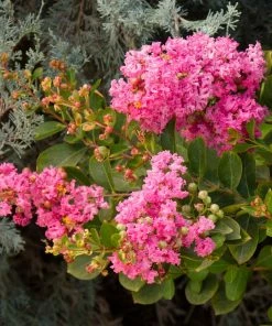 Fast Growing Trees Crape Myrtles Petite Pinkie™ Crape Myrtle Tree