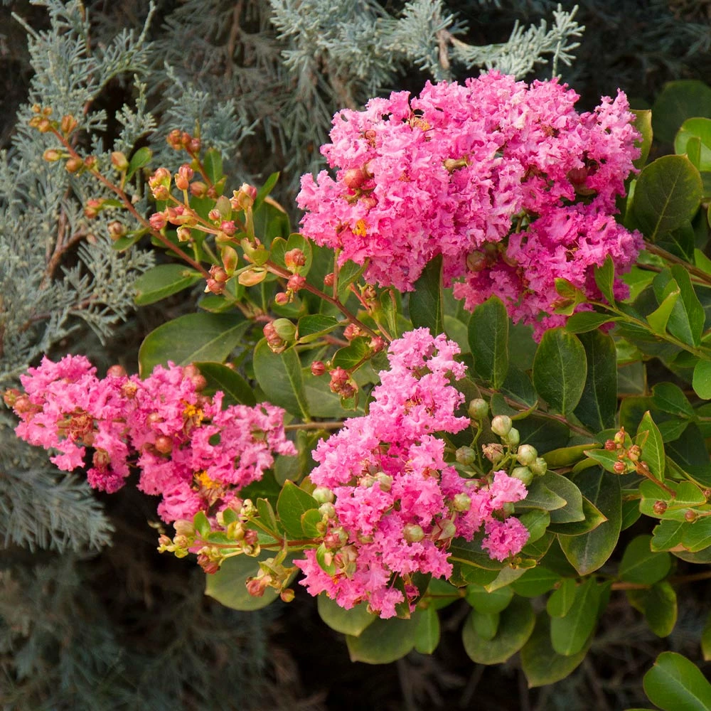 Fast Growing Trees Crape Myrtles Petite Pinkie™ Crape Myrtle Tree 4 Fast Growing Trees Crape Myrtles Petite Pinkie™ Crape Myrtle Tree
