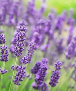 Fast Growing Trees Phenomenal™ Lavender Plant See All Shrubs & Hedges