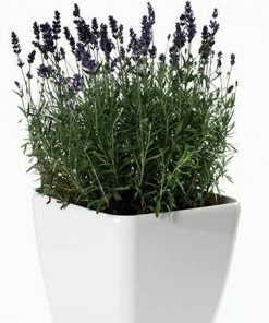 Fast Growing Trees Phenomenal™ Lavender Plant See All Shrubs & Hedges