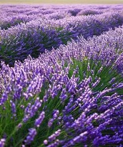 Fast Growing Trees Phenomenal™ Lavender Plant See All Shrubs & Hedges