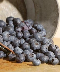 Fast Growing Trees Aurora Blueberry Bush - USDA Organic Blueberry Bushes