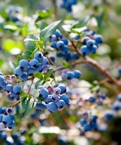 Fast Growing Trees Aurora Blueberry Bush - USDA Organic Blueberry Bushes