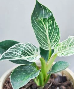 Fast Growing Trees Birkin Philodendron Plant