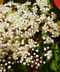 Fast Growing Trees Fraser Photinia - Tree Form
