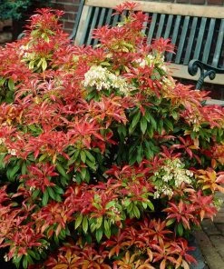 Fast Growing Trees Pieris Mountain Fire Plant See All Shrubs & Hedges