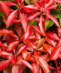 Fast Growing Trees Pieris Mountain Fire Plant See All Shrubs & Hedges