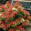 Fast Growing Trees Pieris Mountain Fire Plant See All Shrubs & Hedges