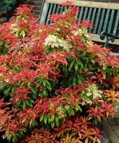 Fast Growing Trees Pieris Mountain Fire Plant See All Shrubs & Hedges