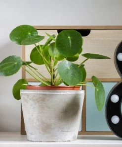 Fast Growing Trees Pilea Peperomioides (Pancake Plant) Pet Friendly House Plants