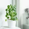 Fast Growing Trees Pilea Peperomioides (Pancake Plant) Pet Friendly House Plants 1 Fast Growing Trees Pilea Peperomioides (Pancake Plant) Pet Friendly House Plants
