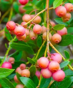 Fast Growing Trees Blueberry Bushes Pink Lemonade Blueberry Bush
