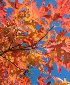 Fast Growing Trees Pin Oak Tree