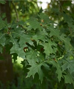 Fast Growing Trees Pin Oak Tree