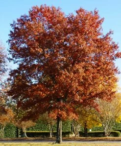 Fast Growing Trees Pin Oak Tree