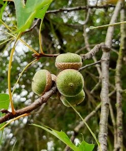 Fast Growing Trees Pin Oak Tree