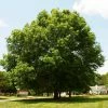 Fast Growing Trees Pin Oak Tree 2 Fast Growing Trees Pin Oak Tree