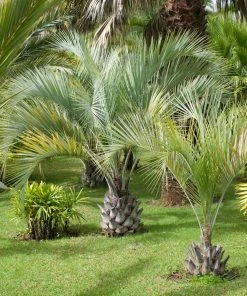 Fast Growing Trees Palm Trees Pindo Palm