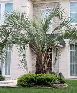 Fast Growing Trees Palm Trees Pindo Palm
