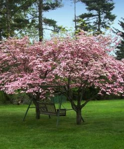 Fast Growing Trees Pink Dogwood