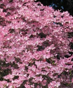 Fast Growing Trees Pink Dogwood
