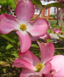 Fast Growing Trees Pink Dogwood
