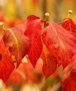 Fast Growing Trees Pink Dogwood