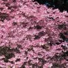 Fast Growing Trees Pink Dogwood
